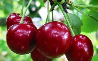 Lutowka / Лутовка