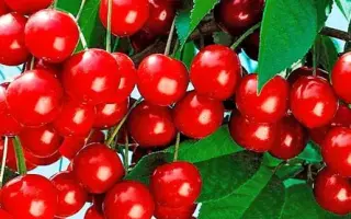 Пам'ять Артеменка