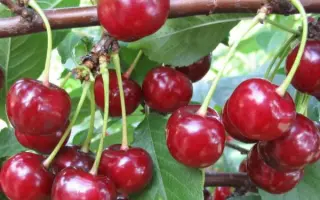 Солидарность / Солідарність