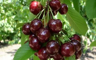 Студениківська