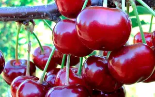 Гріот Подбєльський