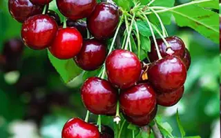 Гриот мелитопольский / Гріот мелітопольський