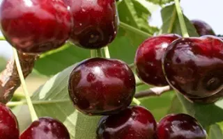 Жуковская / Жуковська