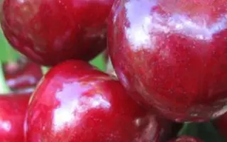 Любская / Любська