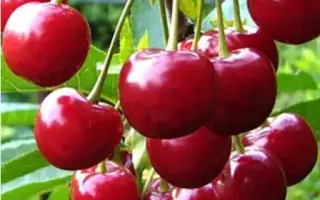 Мелитопольская десертная / Мелітопольська десертна