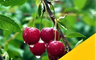 Приметная / Примітна