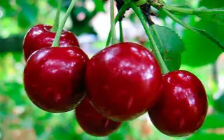 Ранний десерт / Ранній десерт