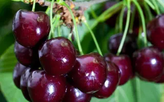 Спутница / Спутниця