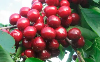 Валерий Чкалов / Валерій Чкалов