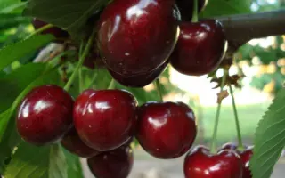 Gisela 5 / Гізела 5