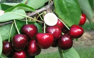 Giant Red / Джаєнт Ред