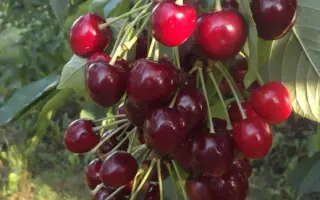 Китаевская черная / Китаївська чорна