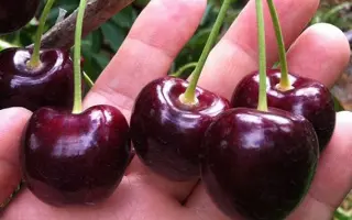 Крупноплодная / Крупноплідна