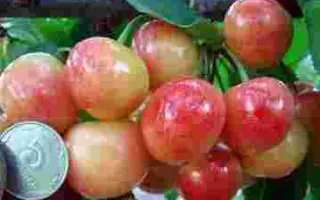 Легенда Мліїва