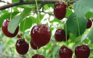 Любимиця Туровцева