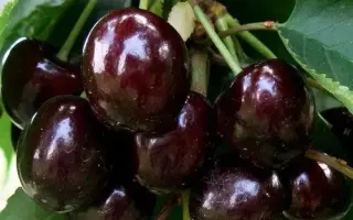 Мелитопольская черн. / Мелітопольська чорна