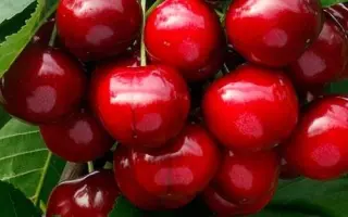 Ранняя дуки / Рання Дуки