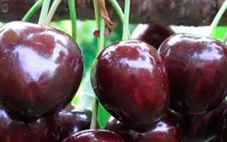 Regina / Регіна