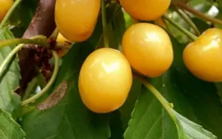 Сонячна мліївська