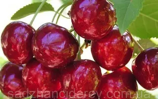 Techlovan 2 / Техлован 2