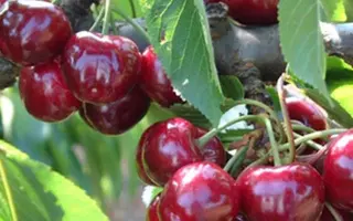 Folfer 2 / Фолфер 2