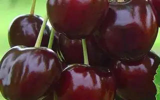 Бігарро Старкінг Харді Джайєнт