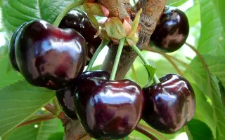 Бигарро Хатиф Бурлат / Бігарро Хатіф Бурлат