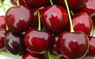 8905630 (Валерия) / Валерія