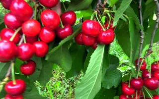 Василиса прекрасна