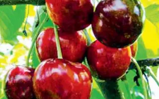 Днепровка / Дніпровка