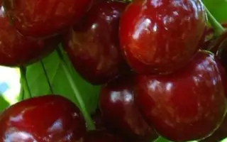 Донецкая красавица / Донецька красавиця