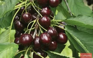 Донецкий уголек / Донецький угольок