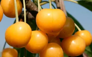 Дрогана желтая / Дрогана жовта