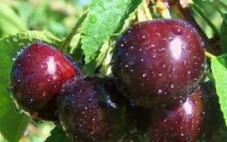 Зодиак / Зодіак