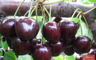 Искра / Іскра