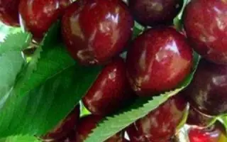 Мелитопольская красная / Мелітопольська красна