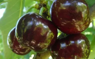 Мелитопольская ран. / Мелітопольська рання