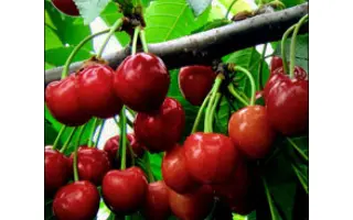 Нектарная / Нектарна