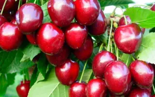 Орион / Оріон