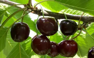 Престижная (Успех) / Престижна