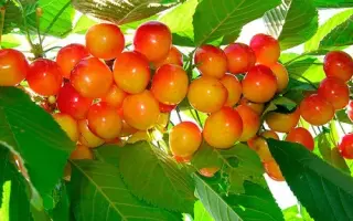 Приусадебная / Присадибна