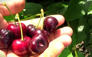 ПРОЩАЛЬНАЯ ТАРАНЕНКО / ПРОЩАЛЬНА ТАРАНЕНКО