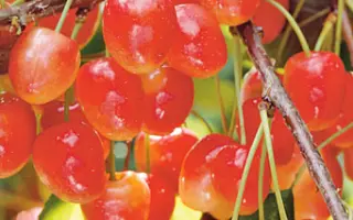 Рожевая млиевская / Рожева мліївська