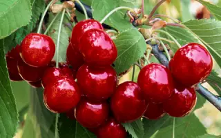 Рубиновая ранняя / Рубінова рання