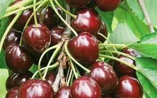 Скороспелка / Скороспілка