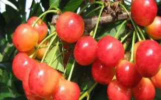 Францис (франц иосиф) / Францис