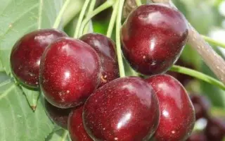 Июньская ранняя / Червнева рання