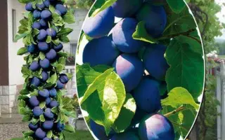 Blu Dzhaient 2 / Блу Джаєнт 2