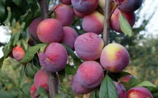 Fortune 2 / Фортуне 2