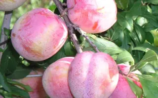 Октобер Сан 2